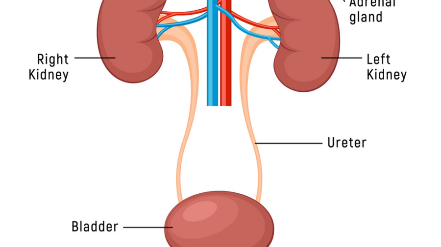 Urinary system anatomy